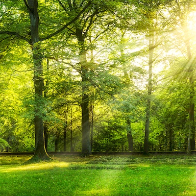 Examining the greenness.