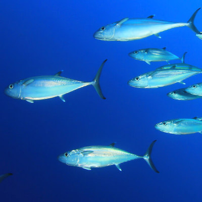 It's tough being responsible.